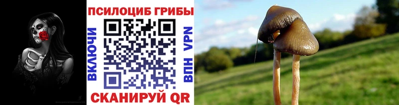 где найти Заречный Псилоцибиновые грибы Cubensis